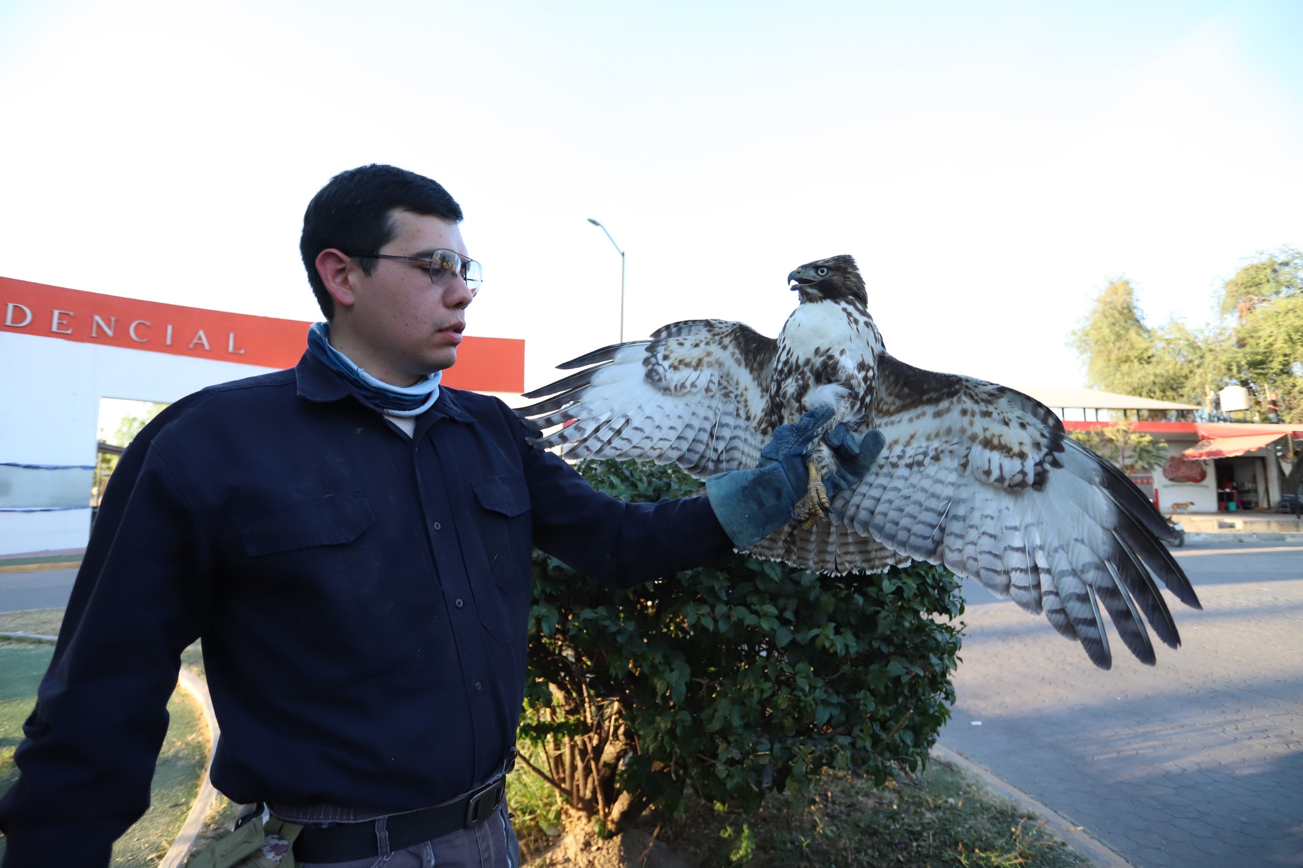OFICIALES RESCATAN A UN ÁGUILA HERIDA EN SAN PEDRO TLAQUEPAQUE 
